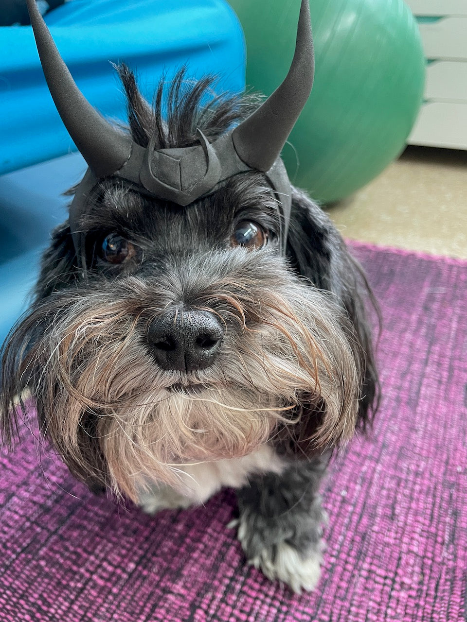 Loki Variant Cosplay- for Pets! DIY Template .PDF for Foam