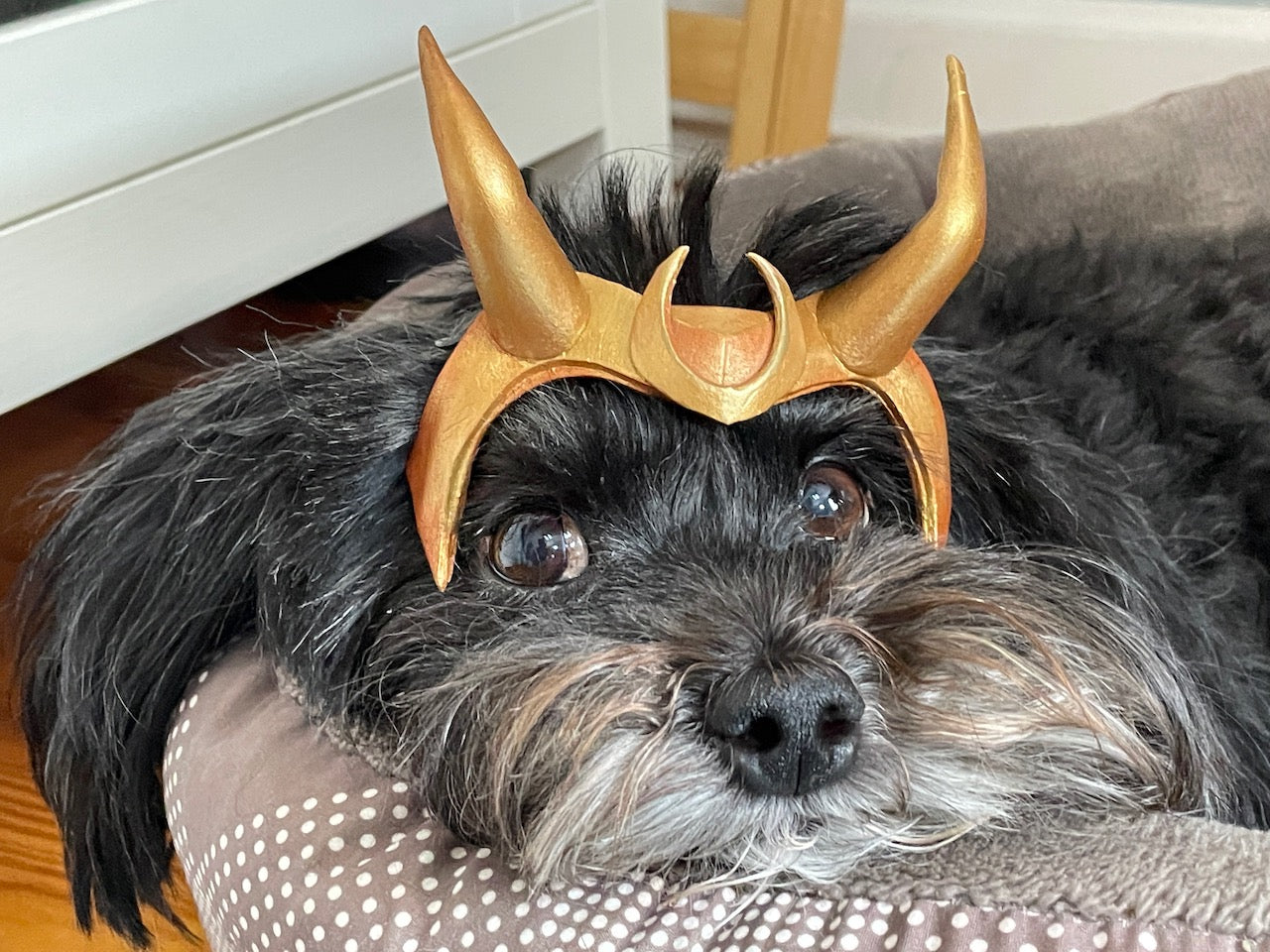Loki Variant Inspired Cosplay - For Pets!