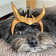 Loki Variant Cosplay- for Pets! DIY Template .PDF for Foam